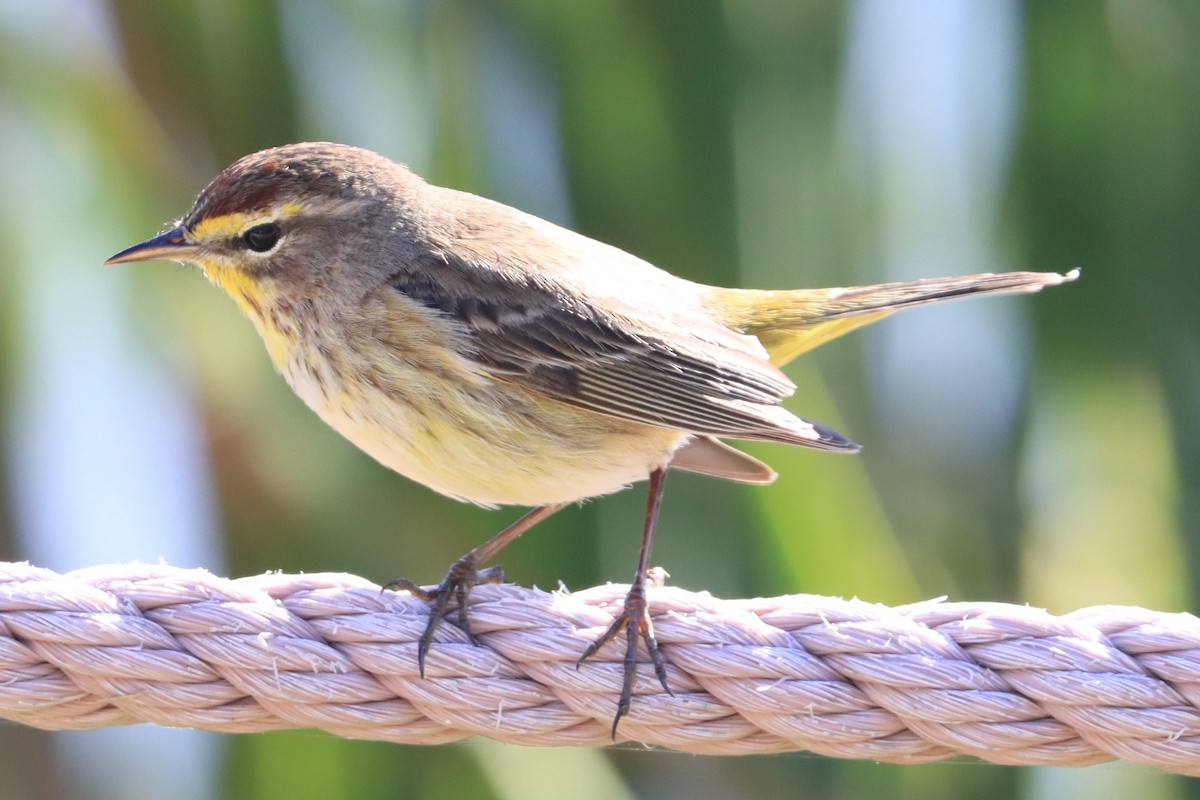 Palm Warbler - ML631197035