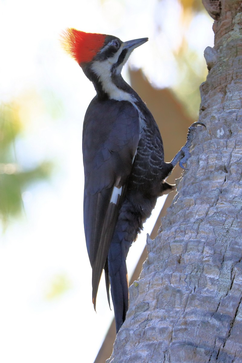 Pileated Woodpecker - ML631197057