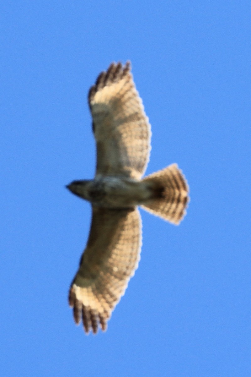 Red-shouldered Hawk - ML631197065