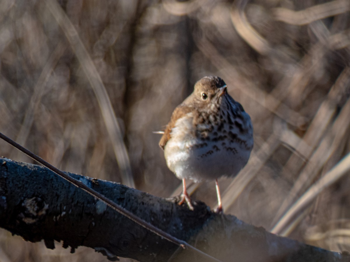 Hermit Thrush - ML631197084