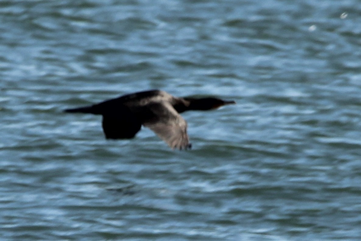 Great/Double-crested Cormorant - ML631197297