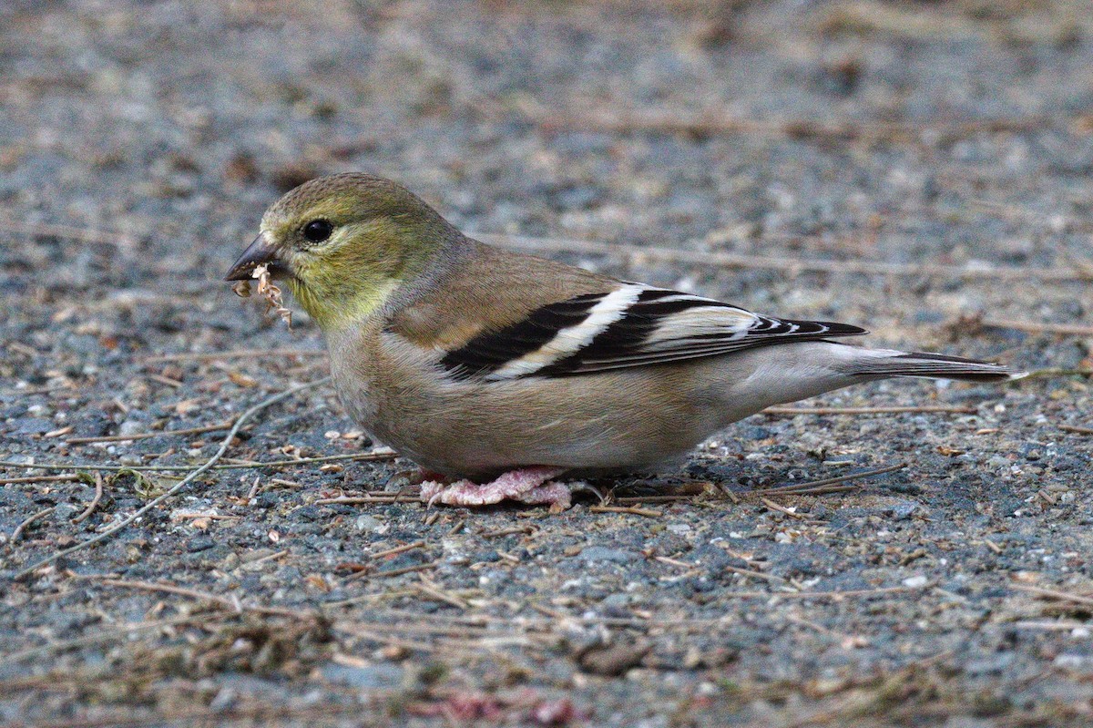 American Goldfinch - ML631197318