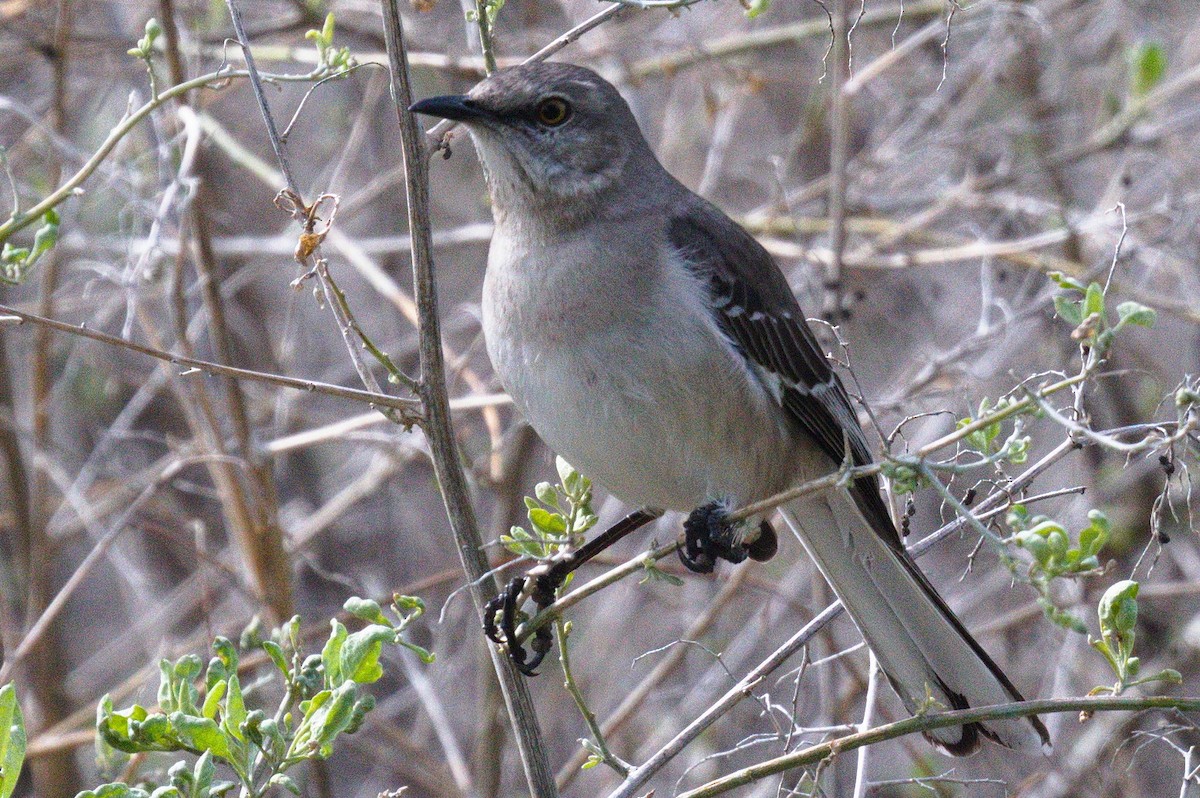Northern Mockingbird - ML631197330