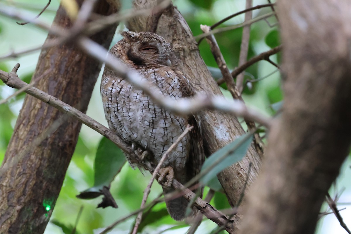 Tropical Screech-Owl - ML631197385