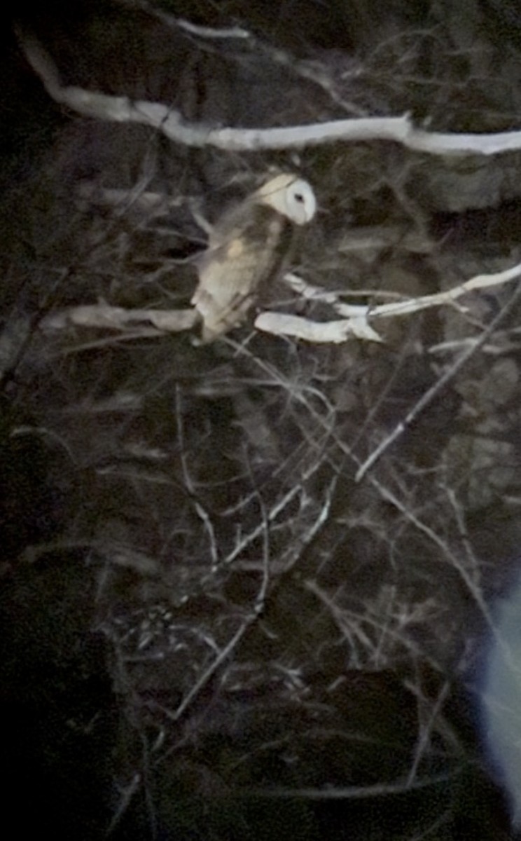 American Barn Owl - ML631197472