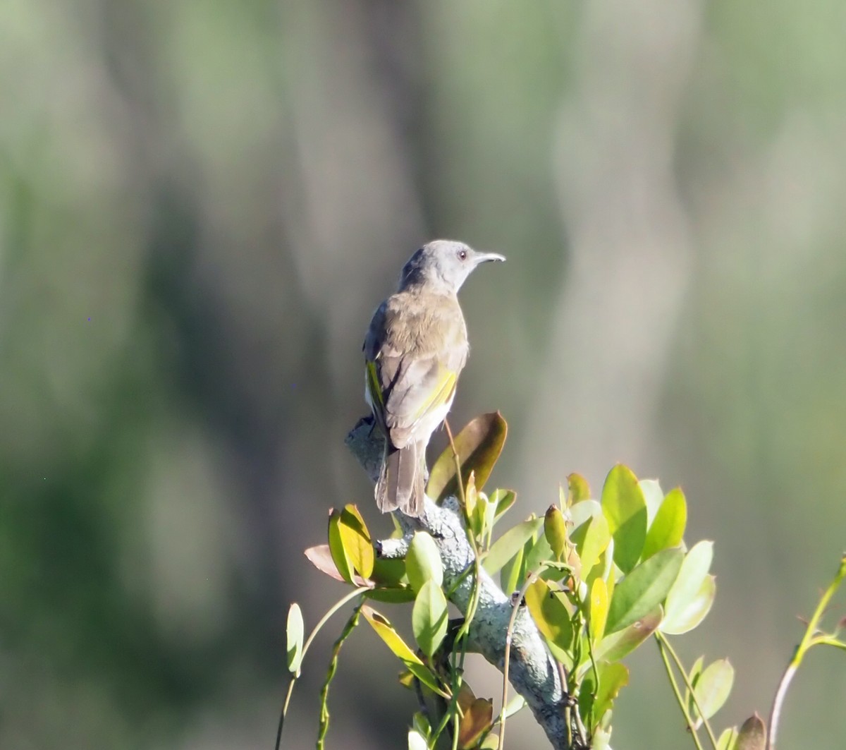 Rufous-banded Honeyeater - ML631197610