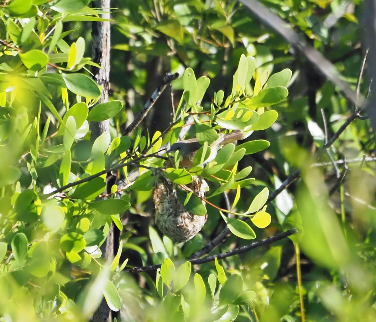 Rufous-banded Honeyeater - ML631197611
