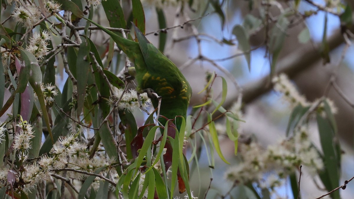 Scaly-breasted Lorikeet - ML631197761