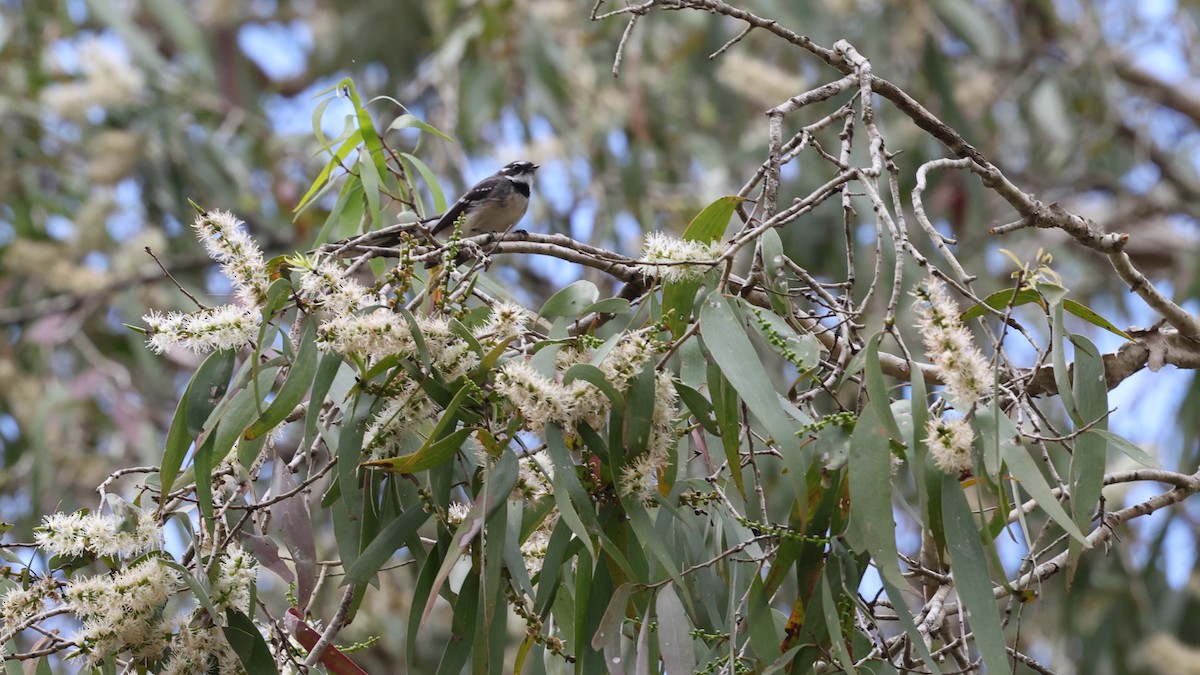 Gray Fantail - ML631197830