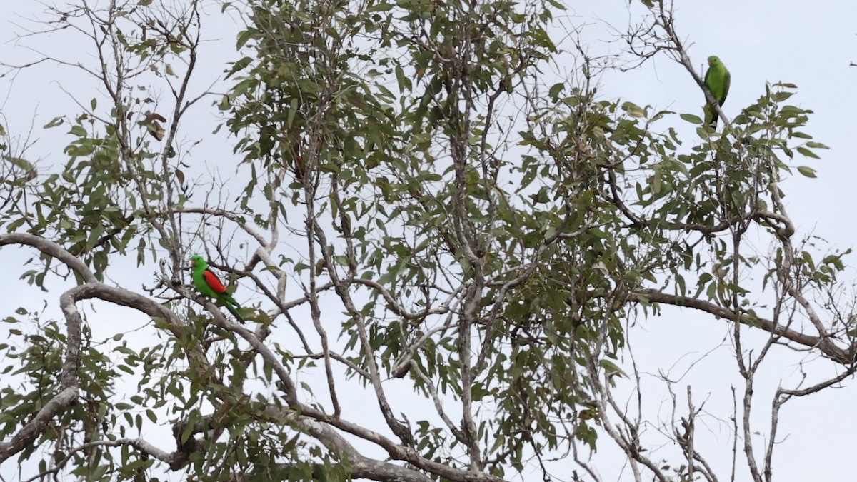 Red-winged Parrot - ML631197856