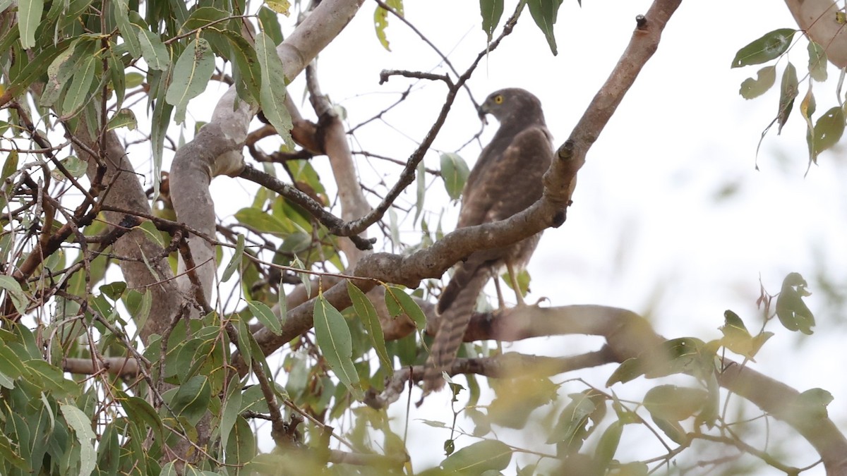 Brown Goshawk - ML631197901