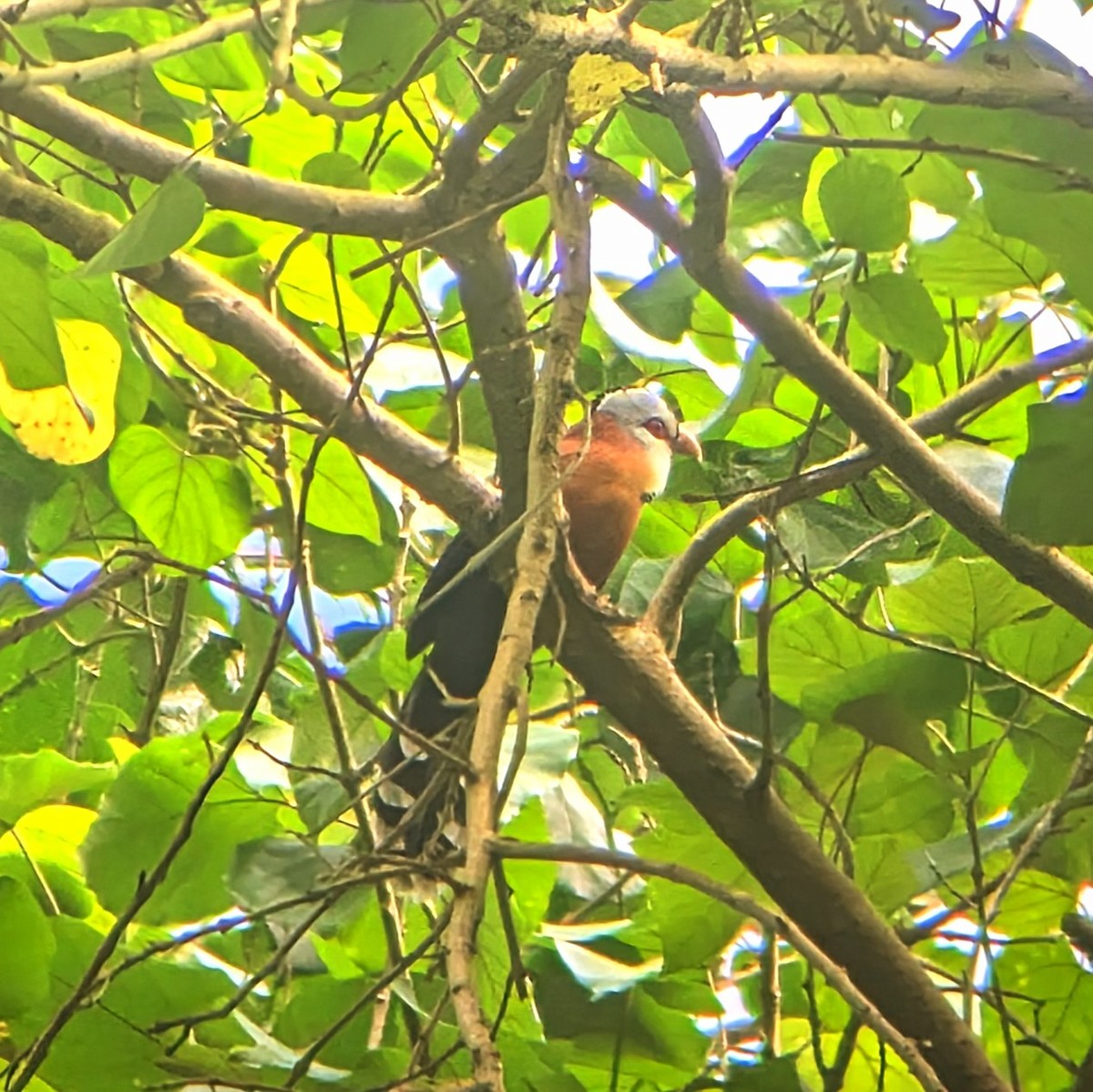 Scale-feathered Malkoha - ML631197930
