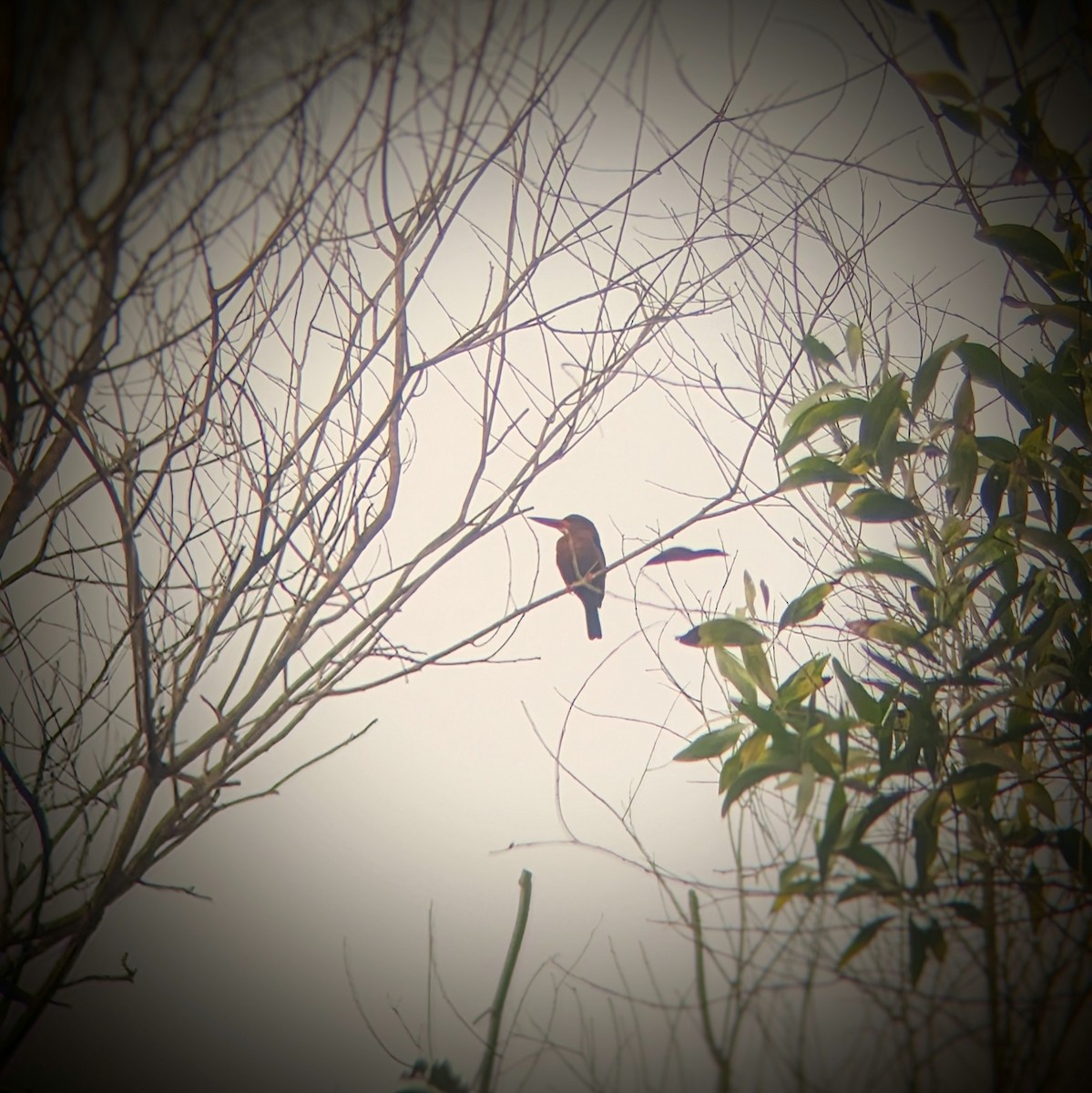 Brown-breasted Kingfisher - ML631198001