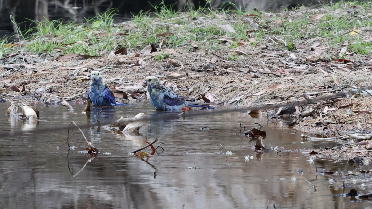Pale-headed Rosella - ML631198002