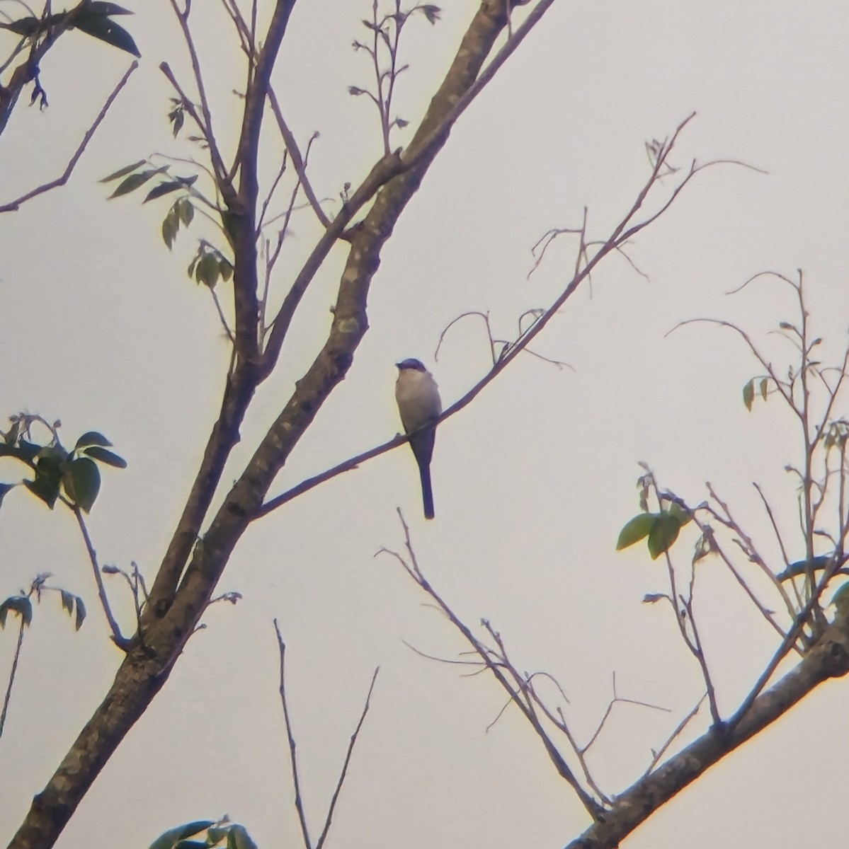 Ashy Minivet - ML631198005