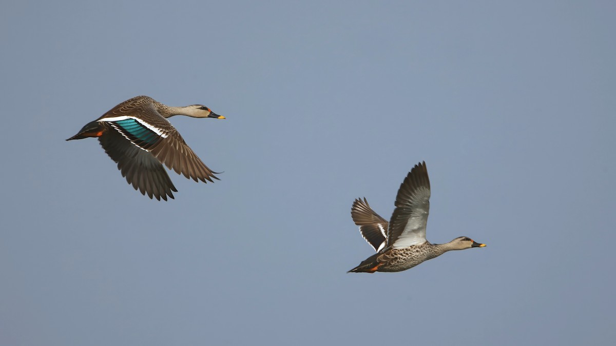 Indian Spot-billed Duck - ML631198022
