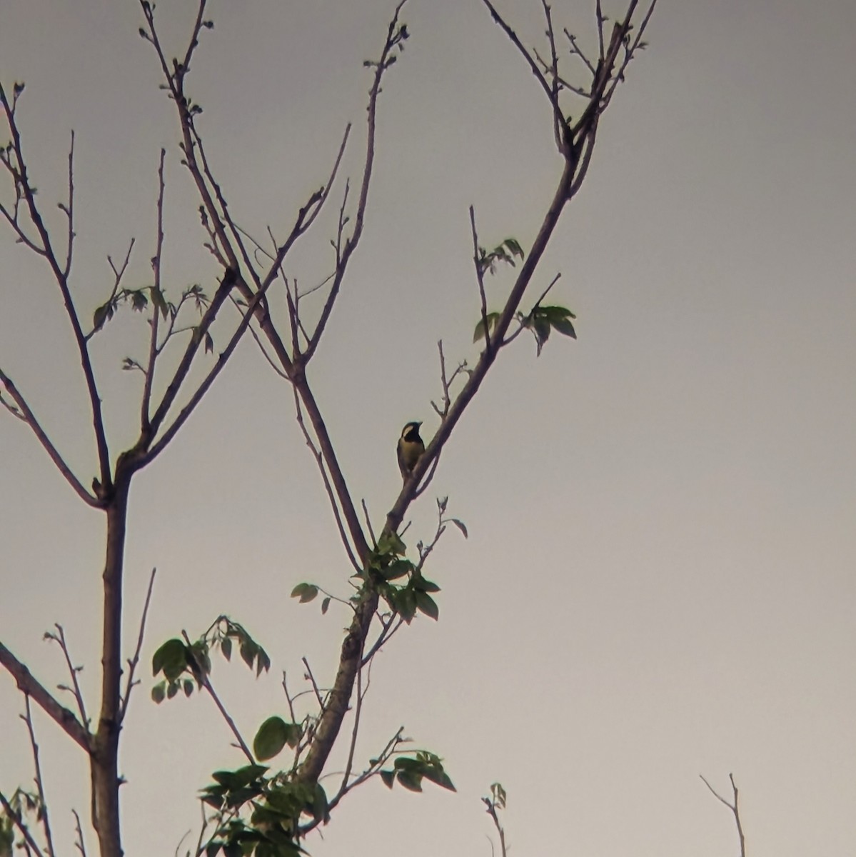 Elegant Tit - ML631198073