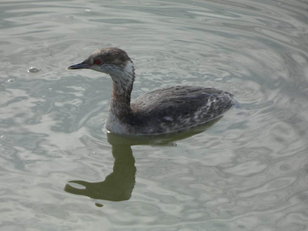 Horned Grebe - ML631198081