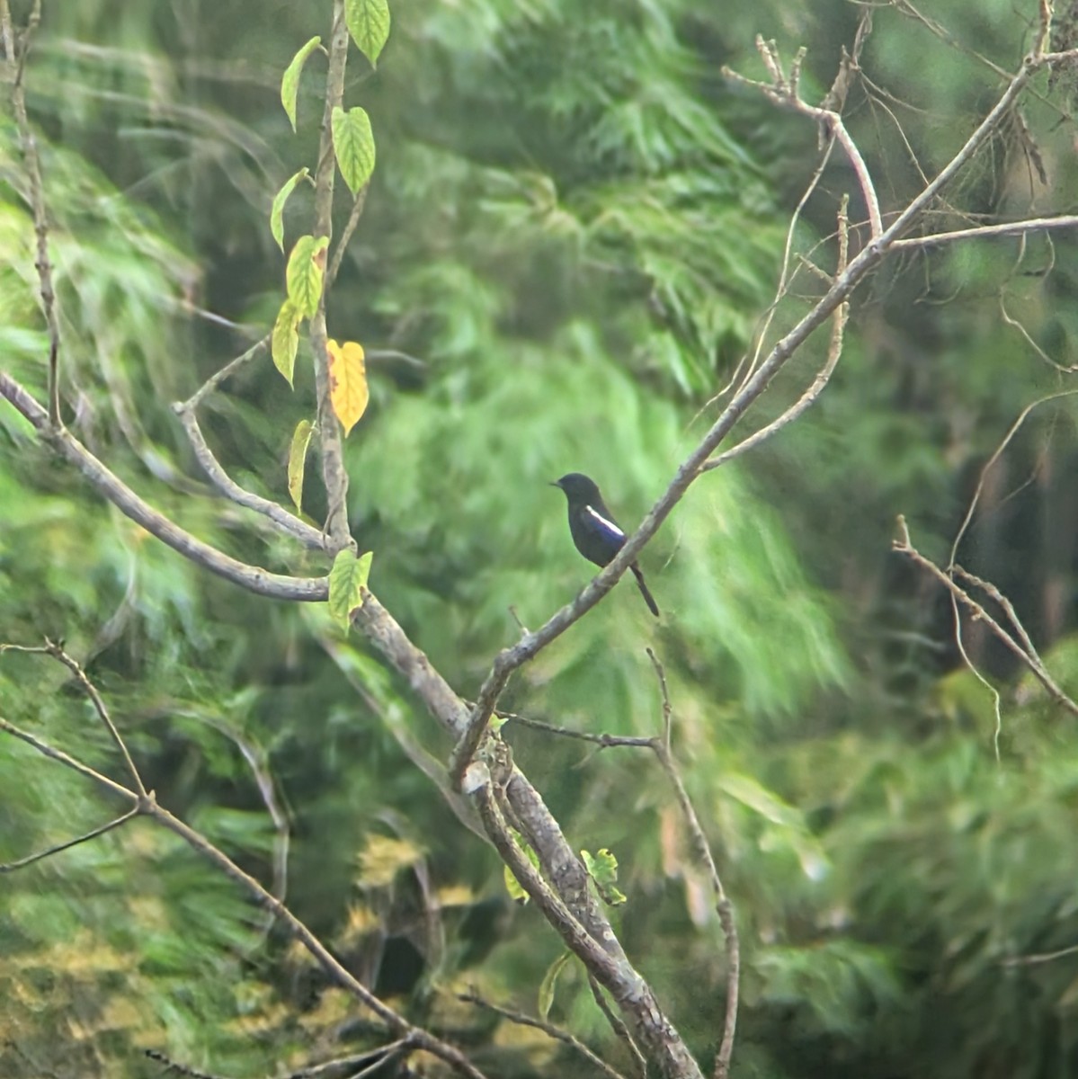 Pied Bushchat - ML631198092