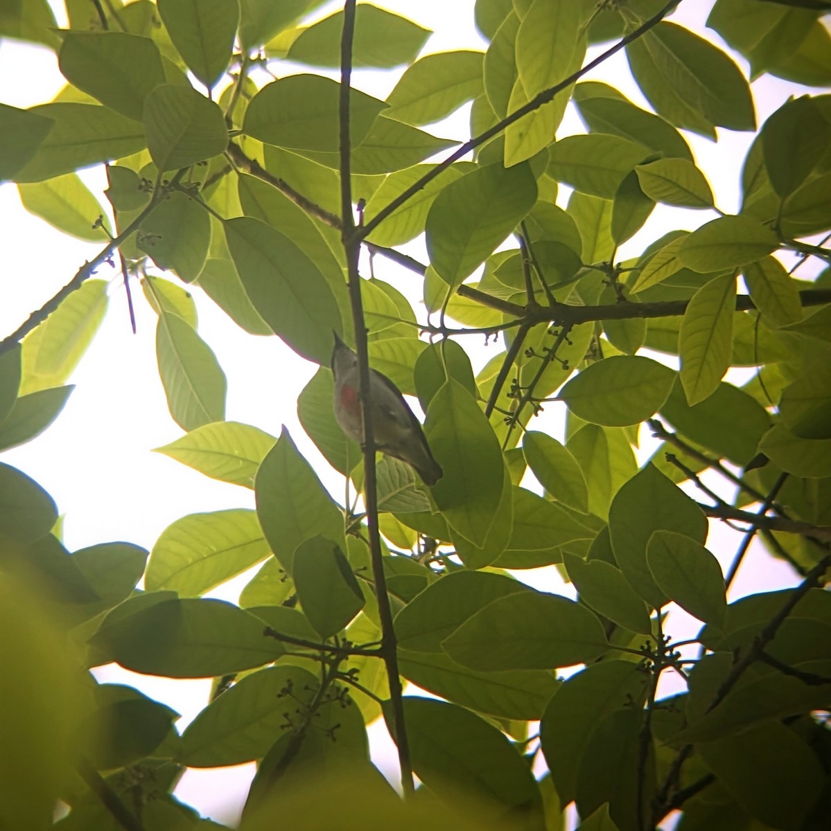 Red-keeled Flowerpecker - ML631198100