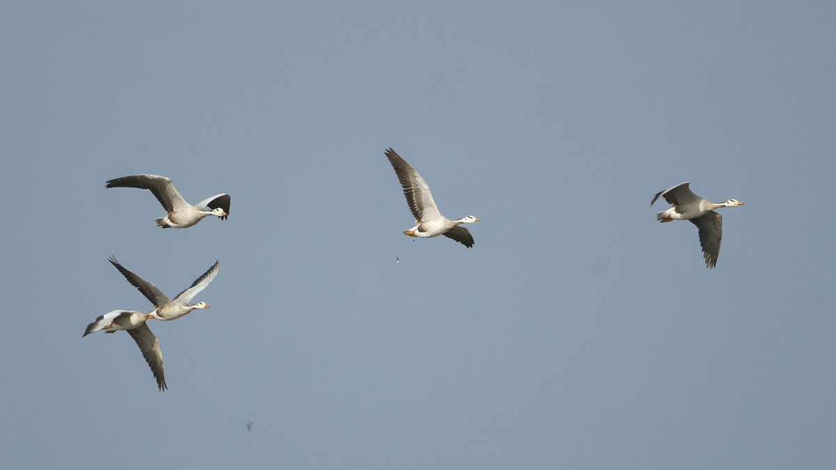 eBird Checklist - 9 Feb 2025 - Maguri Beel (Maguri Wetland) - 50 species