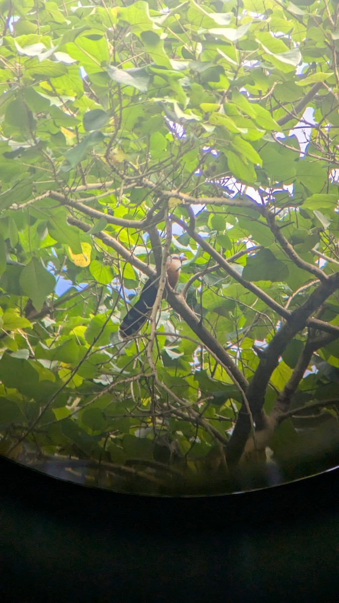 Scale-feathered Malkoha - ML631198140
