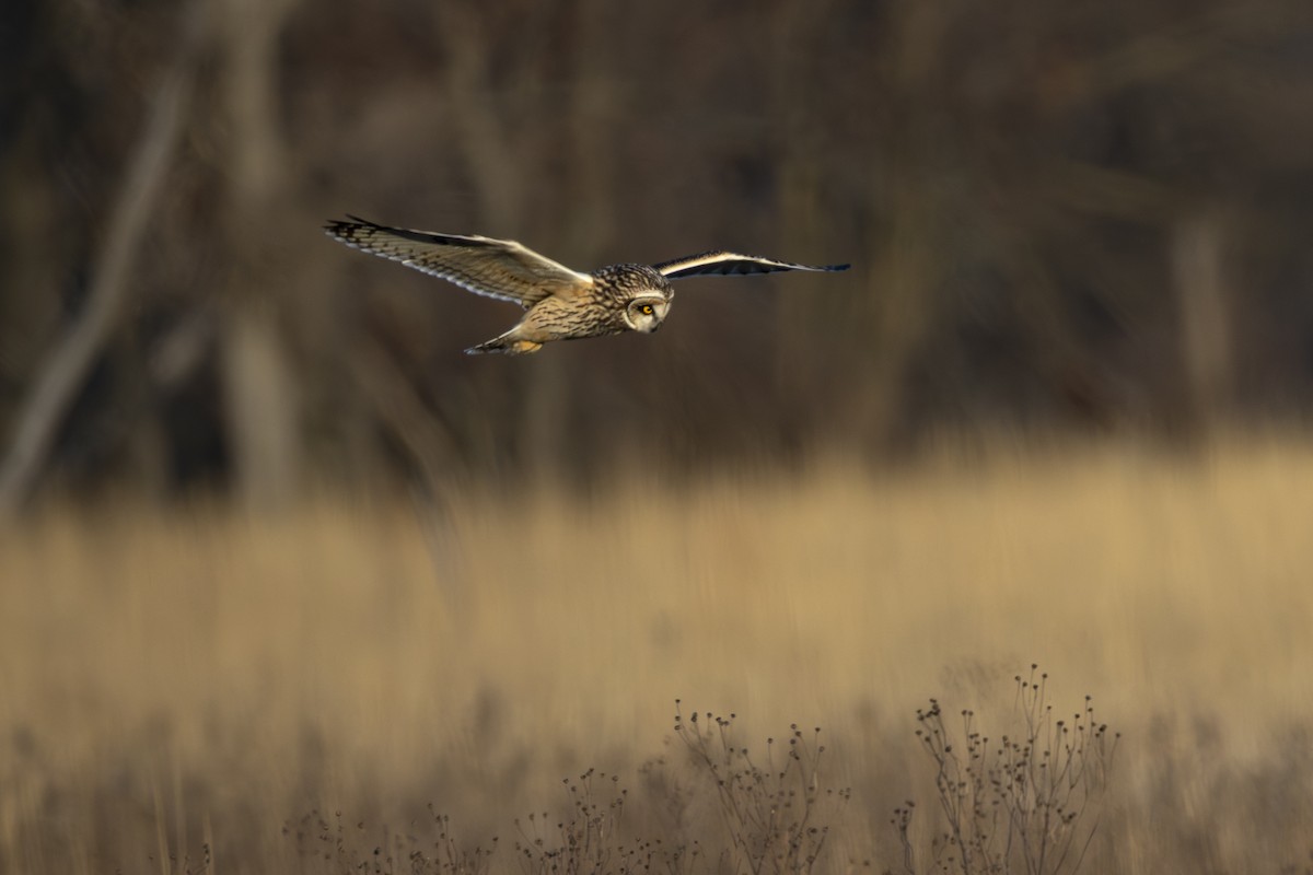 Short-eared Owl - ML631198176