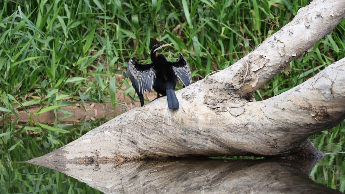 Australasian Darter - ML631198639