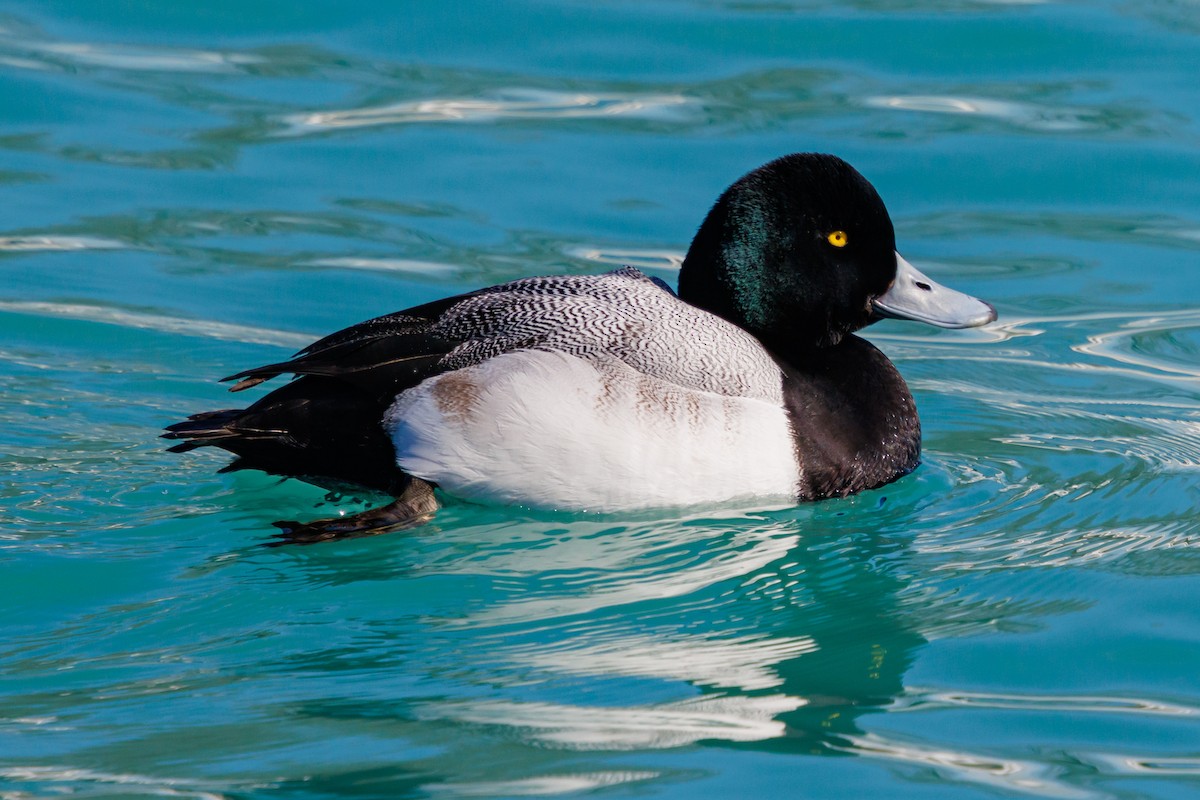 Greater Scaup - ML631198689
