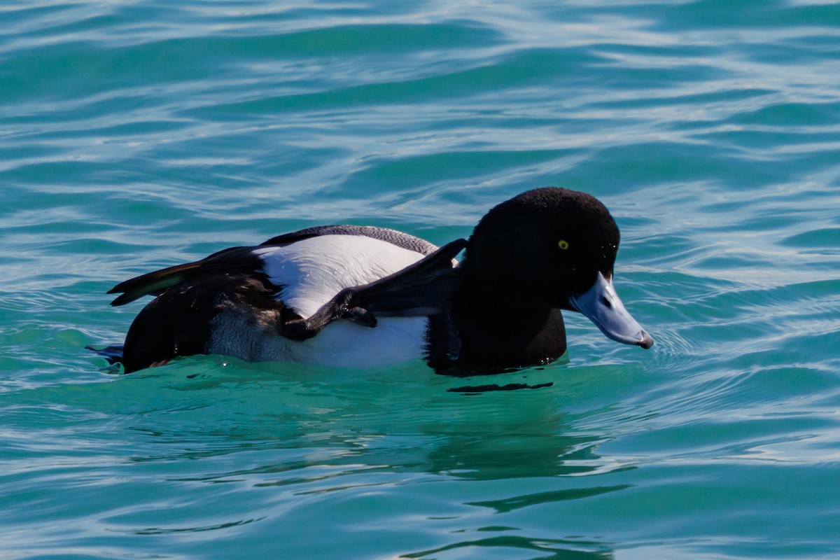 Greater Scaup - ML631198697