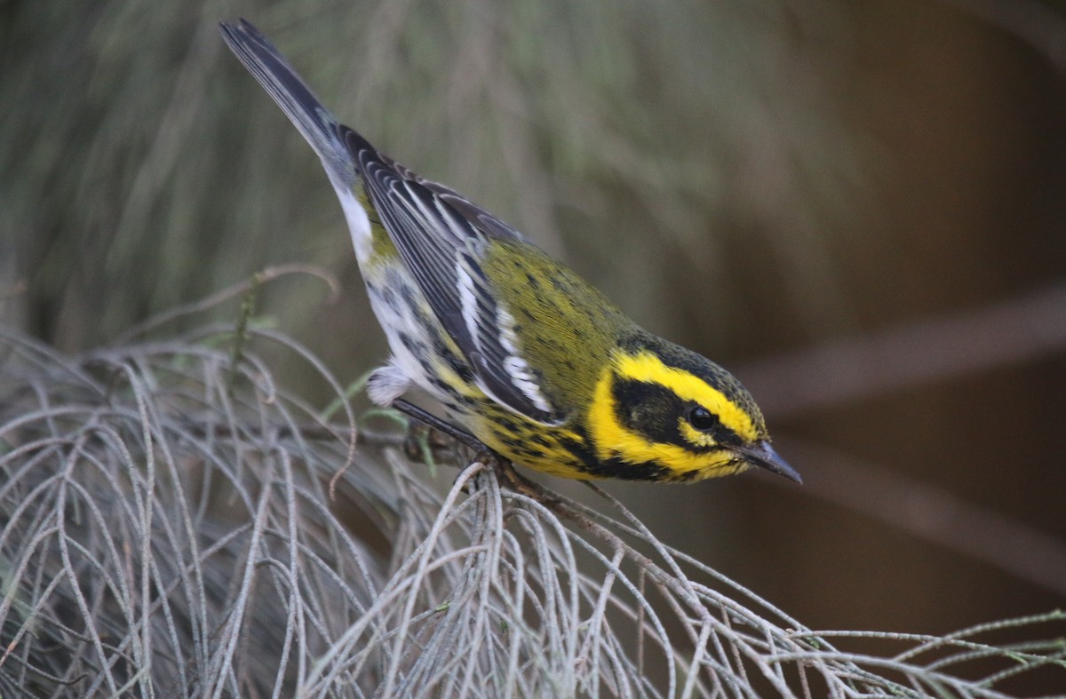 Townsend Ötleğeni - ML631198815