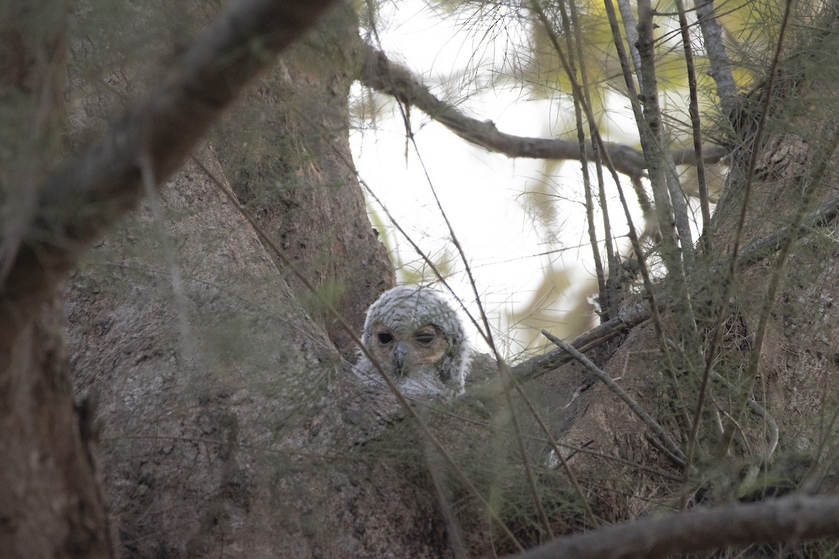 Spotted Wood-Owl - ML631198824