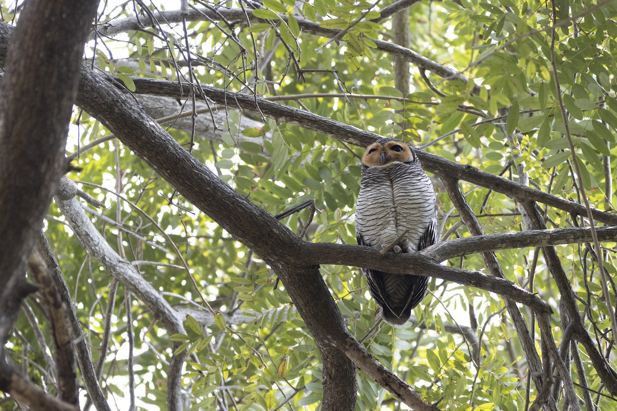 Spotted Wood-Owl - ML631198825