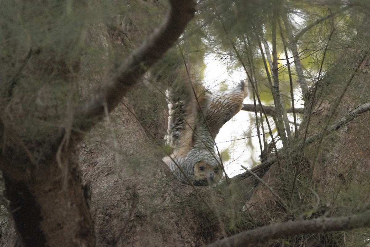 Spotted Wood-Owl - ML631198826