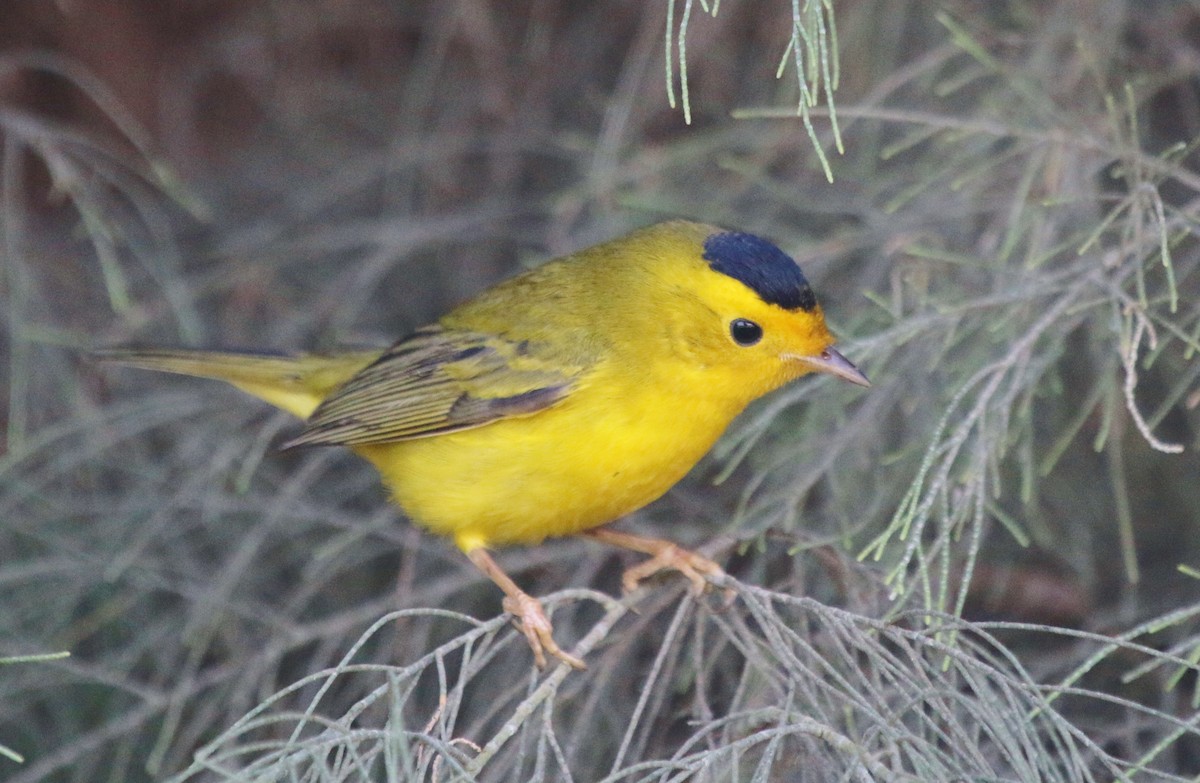 Takkeli Ötleğen - ML631198848