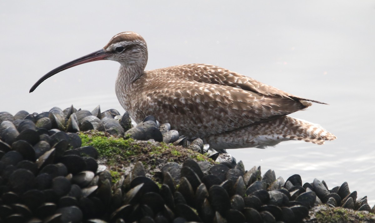 Whimbrel - ML631198897