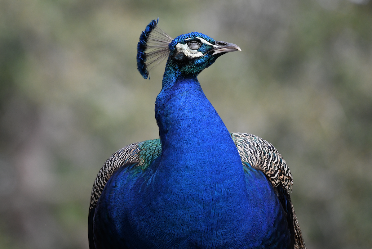 Indian Peafowl - ML631199023