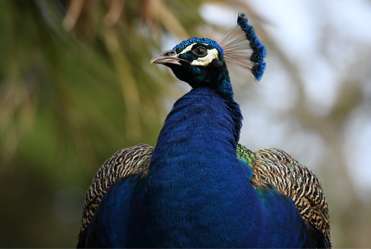Indian Peafowl - ML631199024