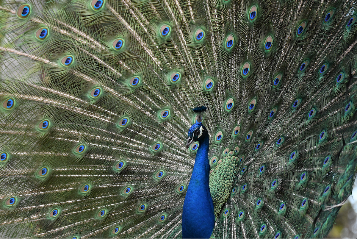 Indian Peafowl - ML631199026