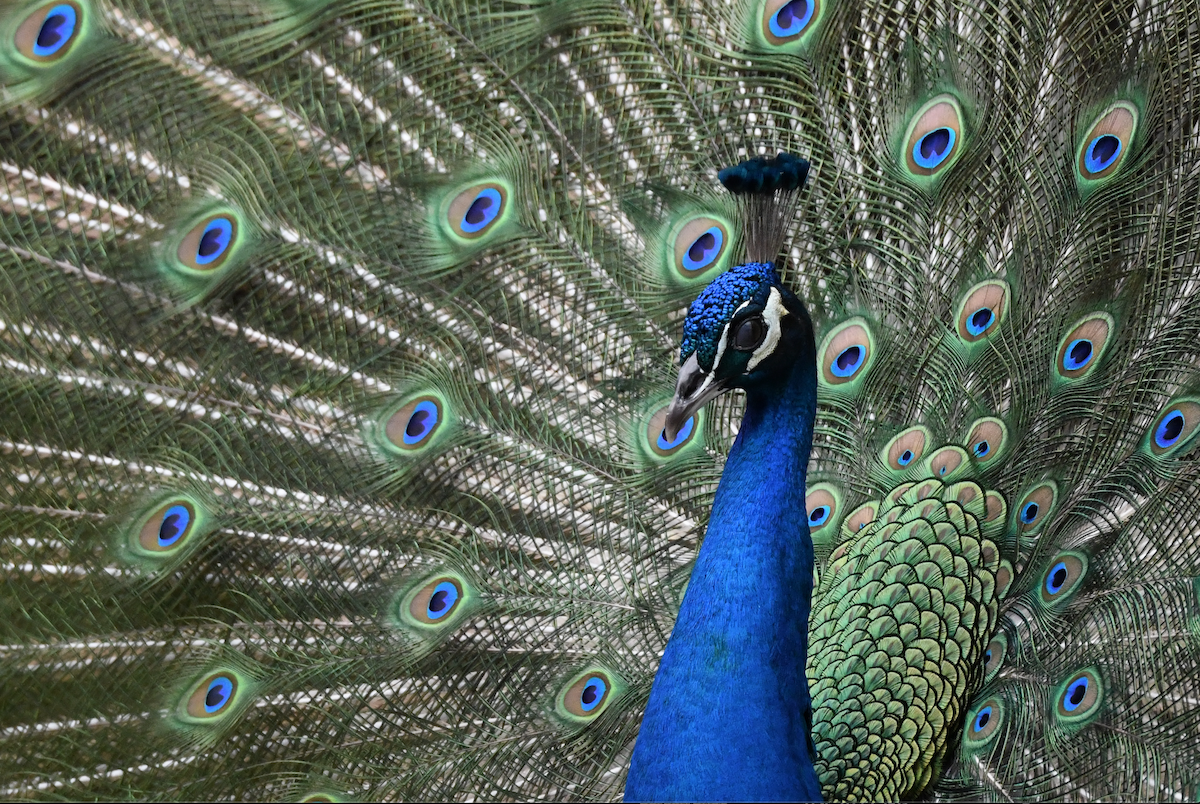 Indian Peafowl - ML631199027
