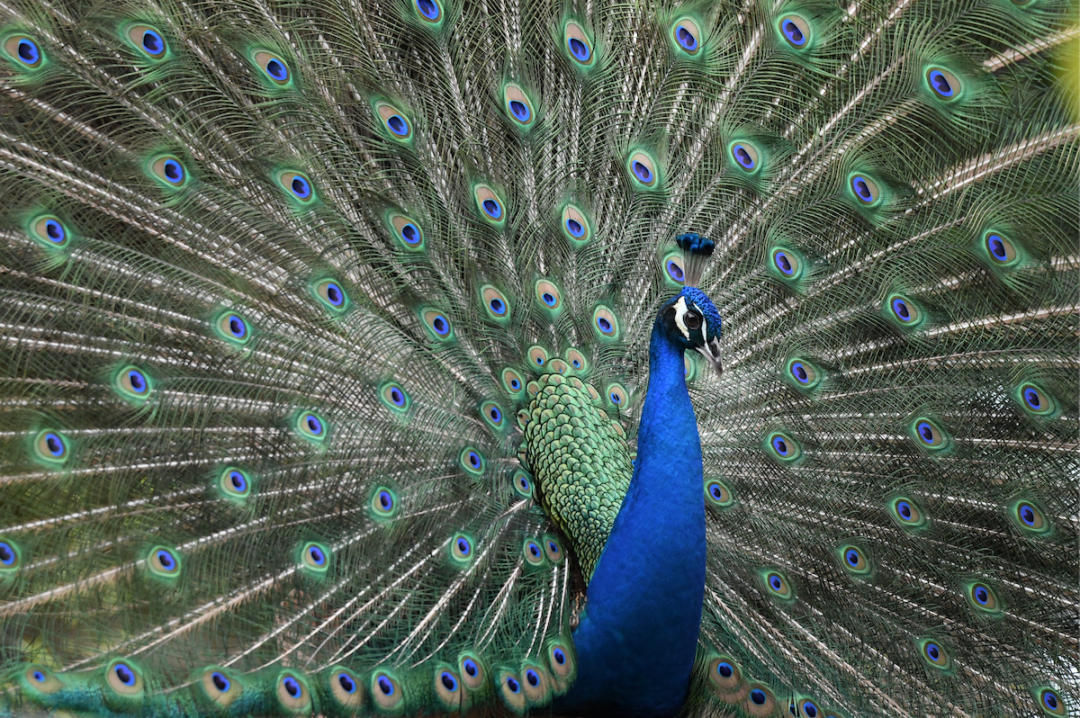 Indian Peafowl - ML631199029