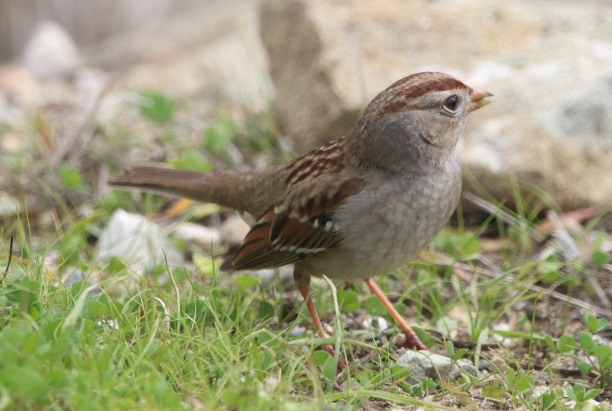 White-crowned Sparrow - ML631199081