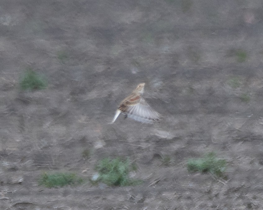 Thick-billed Longspur - ML631199212