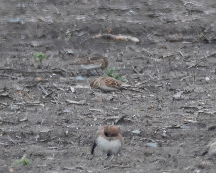 Thick-billed Longspur - ML631199213