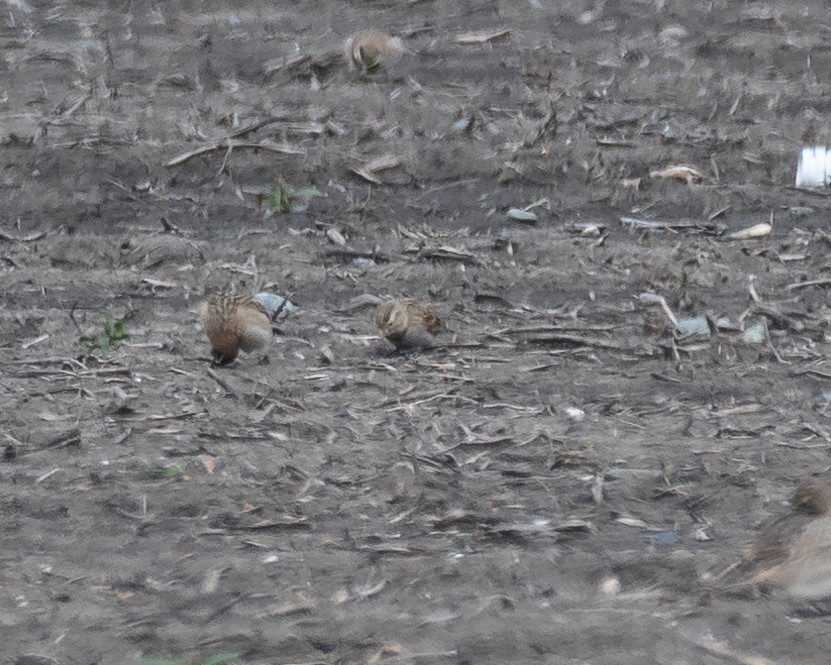 Thick-billed Longspur - ML631199214