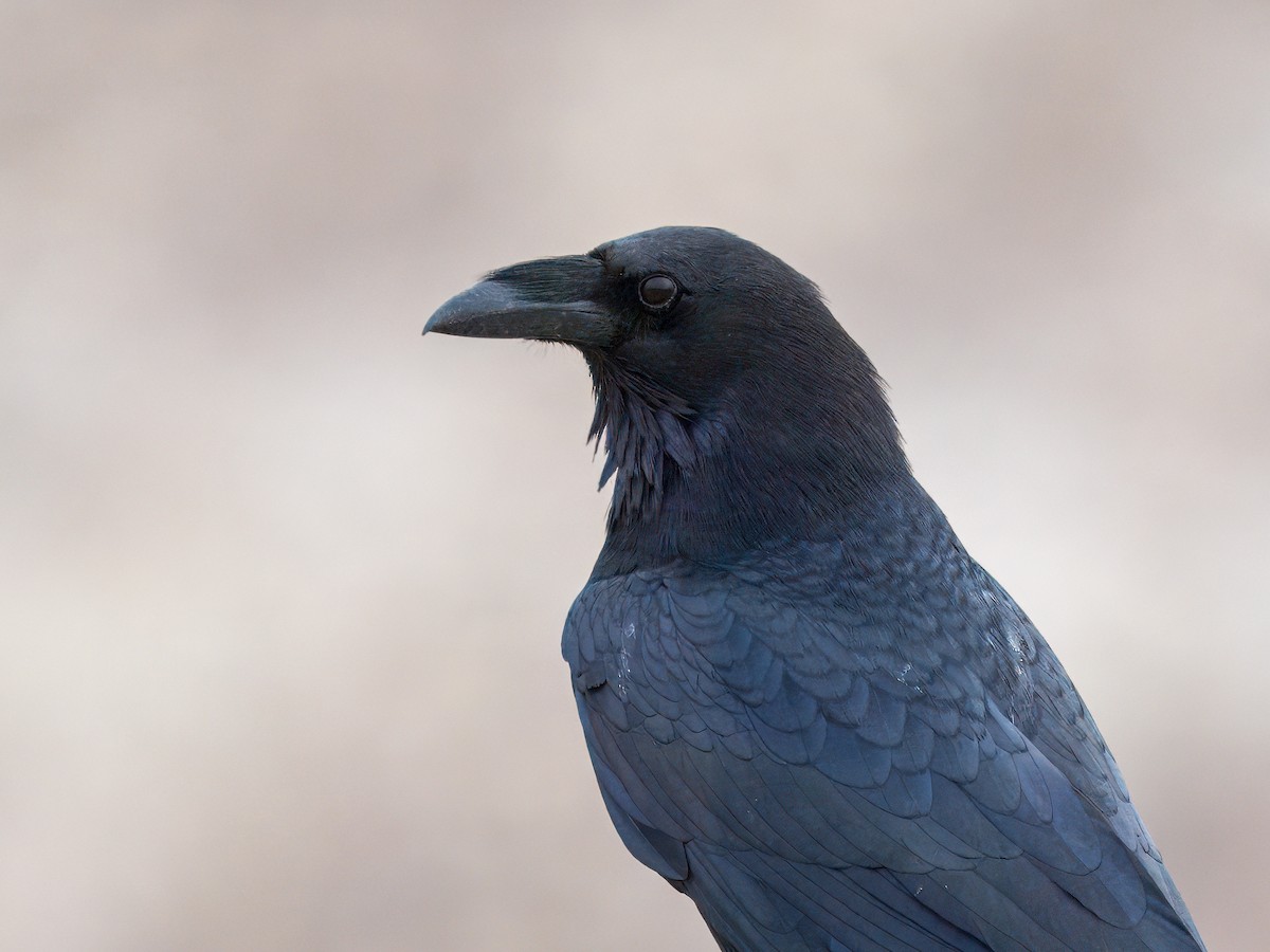 Chihuahuan Raven - ML631199291