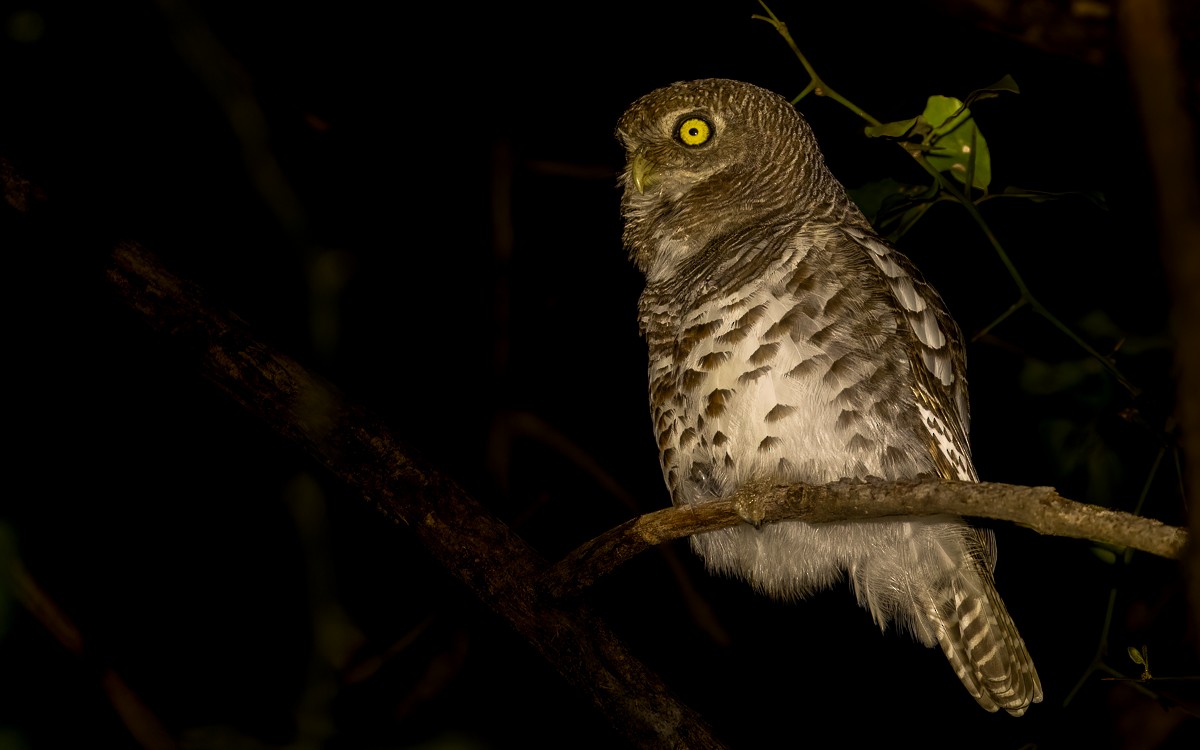 African Barred Owlet (Bar-fronted) - ML631199380
