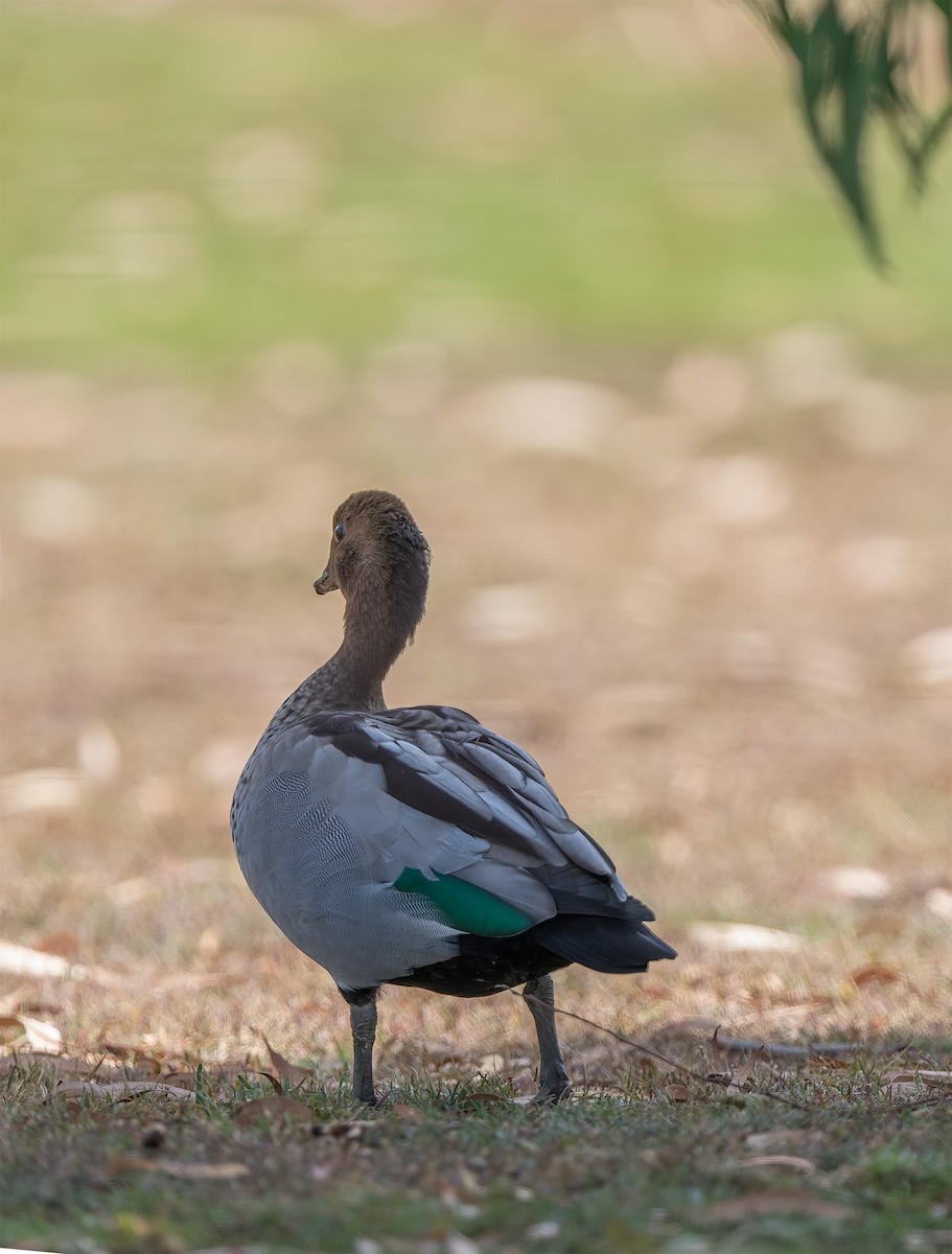 Maned Duck - ML631199419