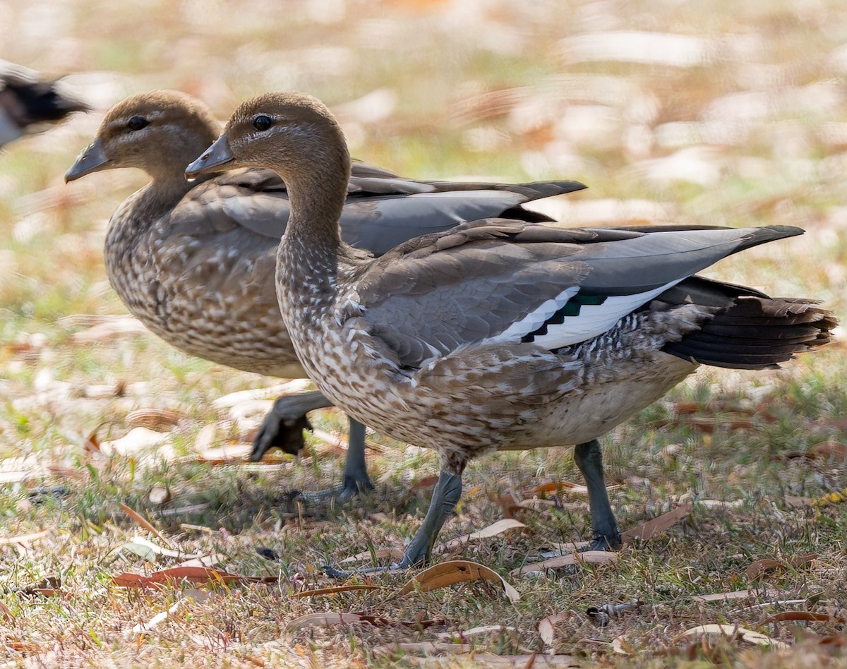 Maned Duck - ML631199420