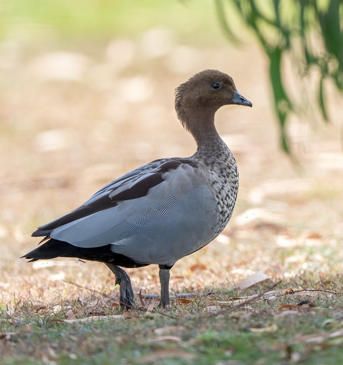Maned Duck - ML631199421
